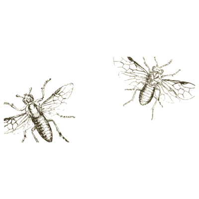 Two wasps - Arcana Entomologica - 1841