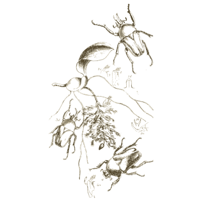 Chafer beetles on a branch - Arcana Entomologica - 1841