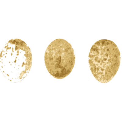 Three pale eggs - Ootheca Wolleyana: An Illustrated Catalogue of Birds' Eggs - 1864
