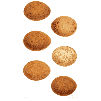 Six plain brown eggs - Ootheca Wolleyana: An Illustrated Catalogue of Birds' Eggs - 1864