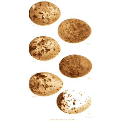 Six speckled brown eggs - Ootheca Wolleyana: An Illustrated Catalogue of Birds' Eggs - 1864