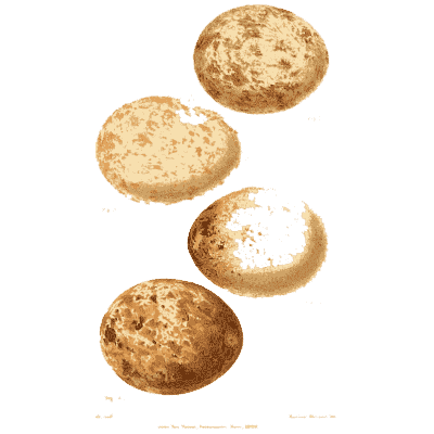 Five brown blotched eggs - Ootheca Wolleyana: An Illustrated Catalogue of Birds' Eggs - 1864