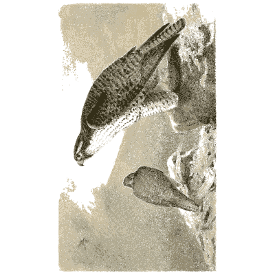 Two falcons on a rock - Ootheca Wolleyana: An Illustrated Catalogue of Birds' Eggs - 1864