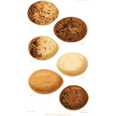 Six mottled eggs - Ootheca Wolleyana: An Illustrated Catalogue of Birds' Eggs - 1864