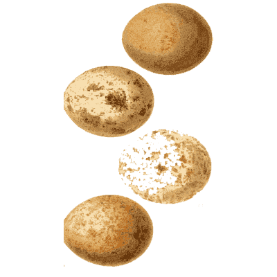 Four orange blotched eggs - Ootheca Wolleyana: An Illustrated Catalogue of Birds' Eggs - 1864