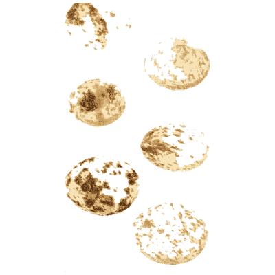 Scattered speckled eggs - Ootheca Wolleyana: An Illustrated Catalogue of Birds' Eggs - 1864