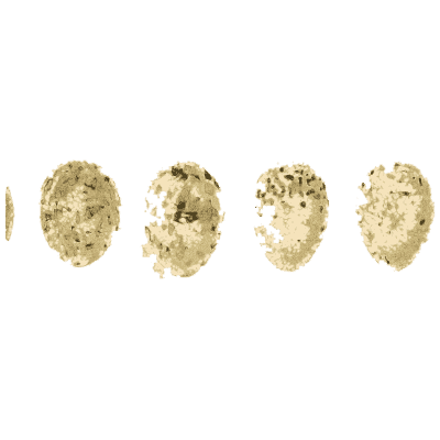 Four small pale eggs - Ootheca Wolleyana: An Illustrated Catalogue of Birds' Eggs - 1864