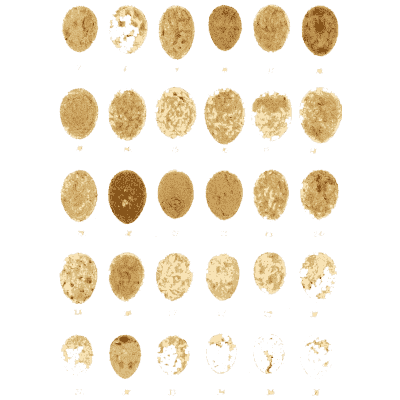 Grid of pale eggs - Ootheca Wolleyana: An Illustrated Catalogue of Birds' Eggs - 1864