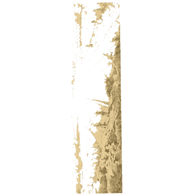 Narrow tree trunk - Ootheca Wolleyana: An Illustrated Catalogue of Birds' Eggs - 1864