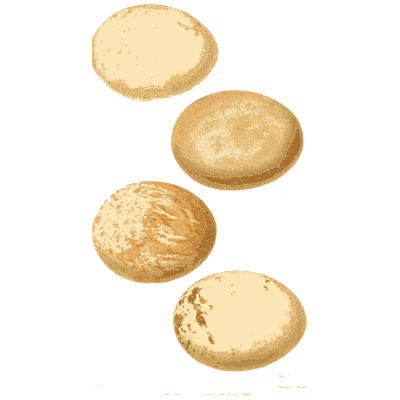 Four pale eggs - Ootheca Wolleyana: An Illustrated Catalogue of Birds' Eggs - 1864