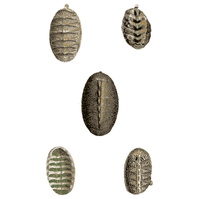 Five chiton shells - General Conchology - 1835