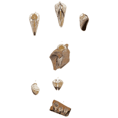 Small pointed shell valves - General Conchology - 1835