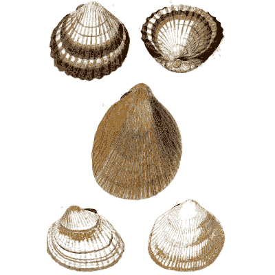 Cockles and a pointed bivalve - General Conchology - 1835
