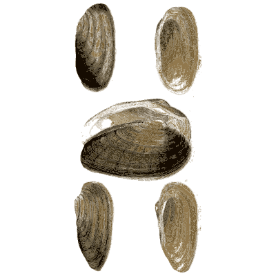 Five dark mussel shells - General Conchology - 1835
