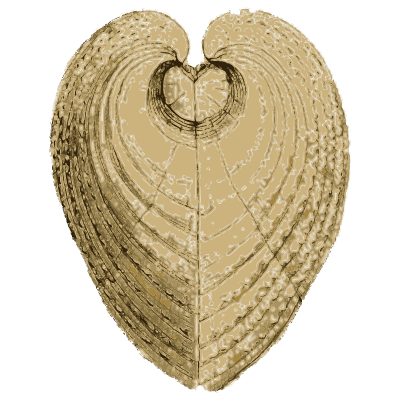 Heart cockle shells - General Conchology - 1835