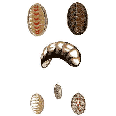 Chitons and a curled chiton - General Conchology - 1835
