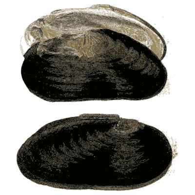 Three stacked mussel shells - General Conchology - 1835