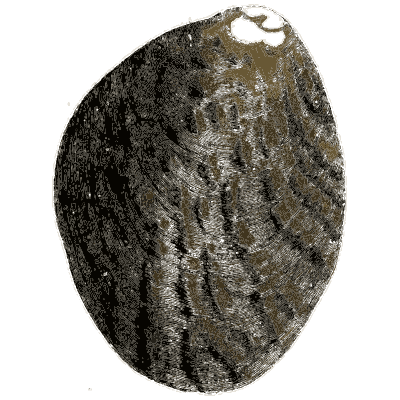 Large mottled bivalve shell - General Conchology - 1835