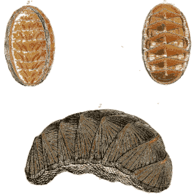 Two chitons and a curled chiton - General Conchology - 1835