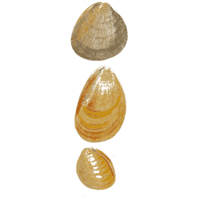 Three yellow bivalve shells - General Conchology - 1835