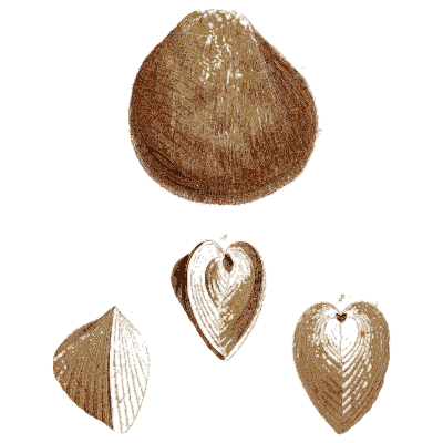 Heart cockle and small bivalves - General Conchology - 1835