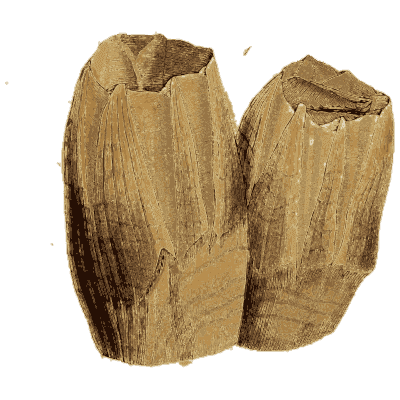Two acorn barnacles - General Conchology - 1835