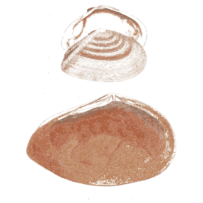 Three pink bivalve shells 01 - General Conchology - 1835