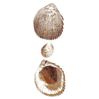 Three cockle shells - General Conchology - 1835
