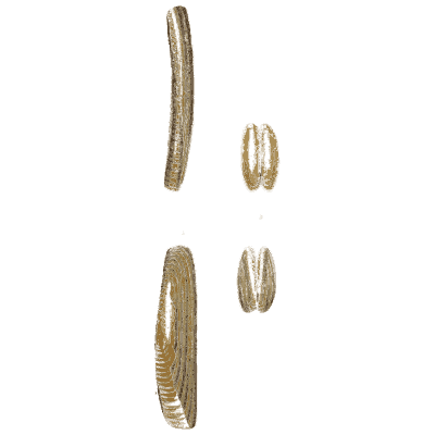 Small razor shells - General Conchology - 1835