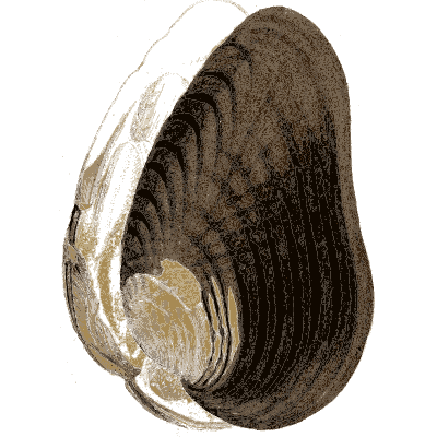 Large mussel shell - General Conchology - 1835
