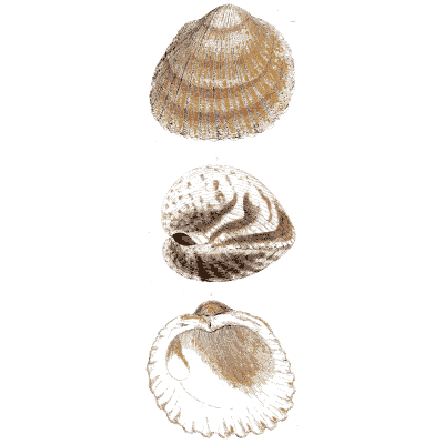 Three ribbed bivalve shells - General Conchology - 1835