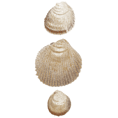 Three pale cockle shells - General Conchology - 1835