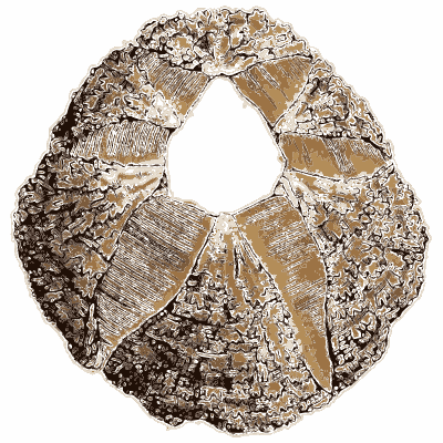 Encrusted barnacle from above - General Conchology - 1835