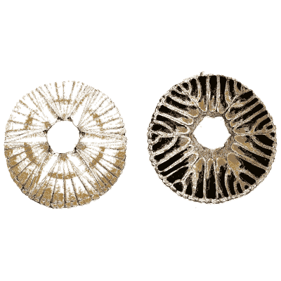 Two barnacles from above 01 - General Conchology - 1835