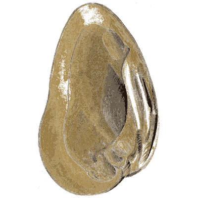 Large smooth bivalve shell - General Conchology - 1835