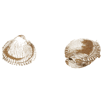 Ribbed fan shells - General Conchology - 1835