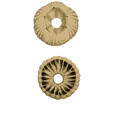 Two barnacles from above 02 - General Conchology - 1835