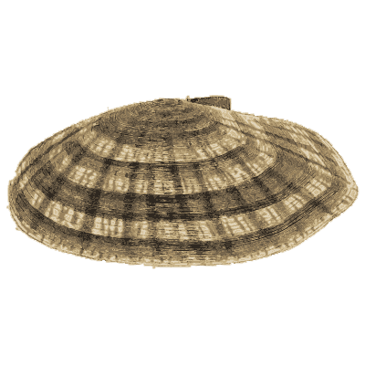 Banded bivalve shell - General Conchology - 1835
