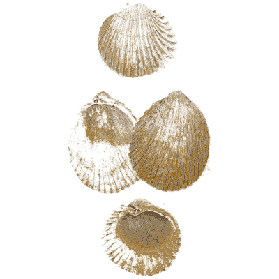 Four cockle shells - General Conchology - 1835