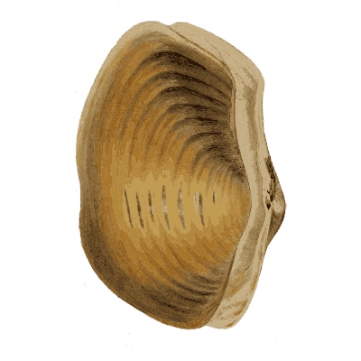 Large open bivalve shell - General Conchology - 1835