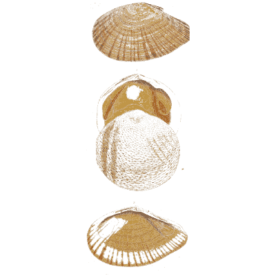 Three bivalve shells - General Conchology - 1835