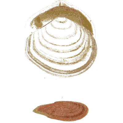 Clam shell and a small red shell - General Conchology - 1835