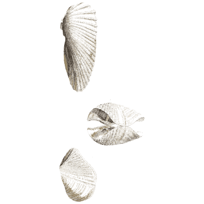 Three small pale bivalves - General Conchology - 1835