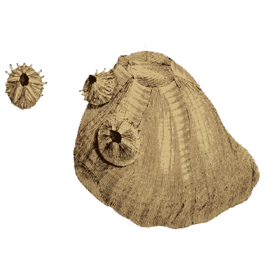 Shell with attached barnacles - General Conchology - 1835