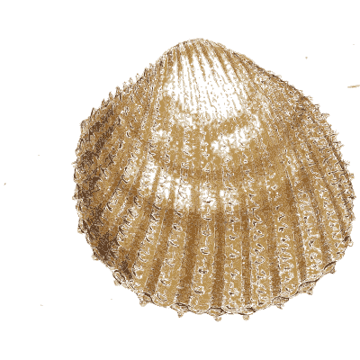 Large ribbed cockle shell - General Conchology - 1835