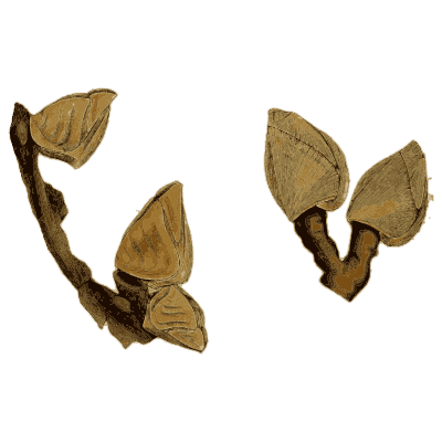 Gooseneck barnacles on stalks - General Conchology - 1835