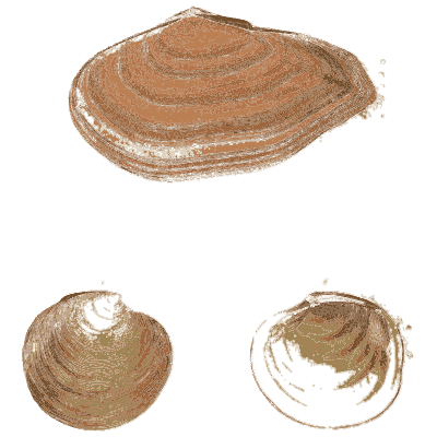 Three pink bivalve shells 02 - General Conchology - 1835