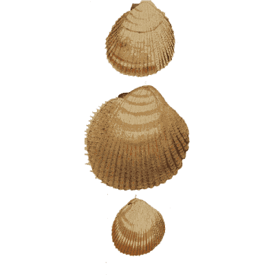Three graded cockle shells - General Conchology - 1835