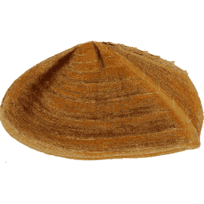Brown ribbed bivalve shell - General Conchology - 1835