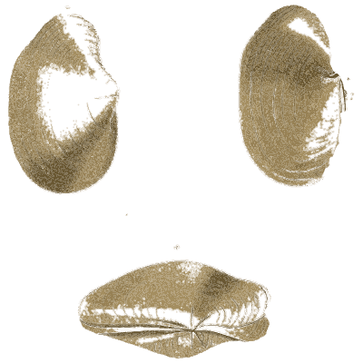Three pale mussel shells - General Conchology - 1835